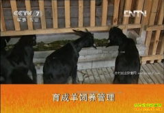 [ũ�����]�Ĵ�������ɽ����ֳ������Ƶ