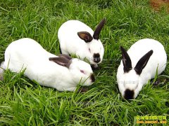 2018��7��4������̡�ü۸�����