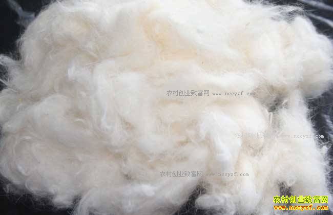 2018��������ë�۸����� 