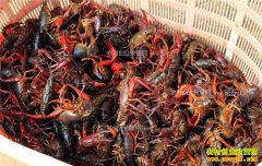 ����С��Ϻ��ֳǰ����������ֳ�������С��Ϻ�۸���µ���