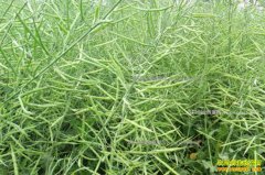 �����Ͳ����չ��۸������ δ���Ͳ����������Ʒ���