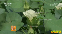 [ũ�����]�޶��޻���Ʒ�ֺ���198��ֲ����