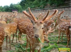 �Ĵ��˱����ո�����ֳ÷��¹����200����Ԫ