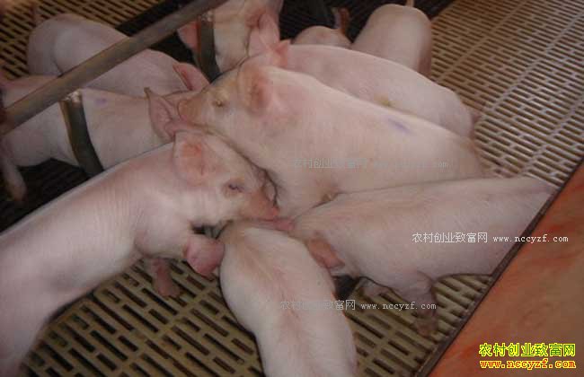 ����������Ӣ�ֿ�����׬��255��