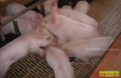 ����������Ӣ�ֿ�����׬��255��