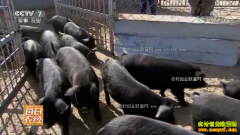 [ÿ��ũ��]���ɹ�������ɳĮ��������׬Ǯ��