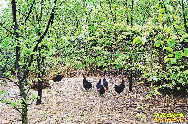 �����뽭����������ֳ�̿ǵ��� ��������Ӧ��