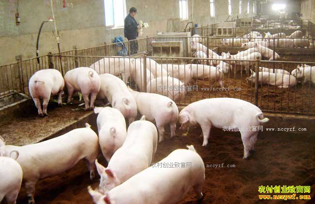 �����ڵ͹Ȼ������2020�� ��ֳ���豧��ȡů