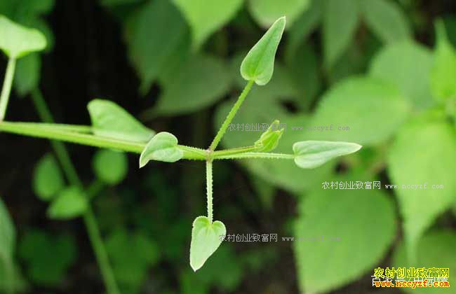 ��Щ�в�ҩ����������к��