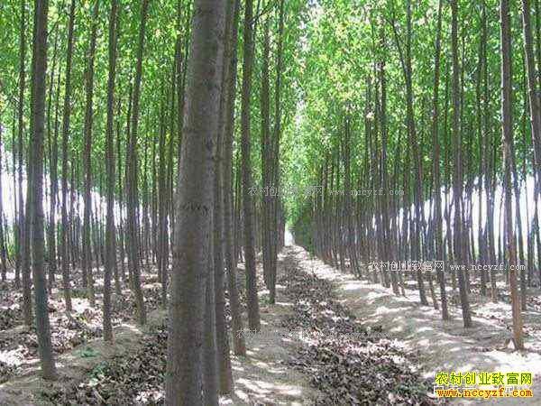 ��Щ�в�ҩ����������к��