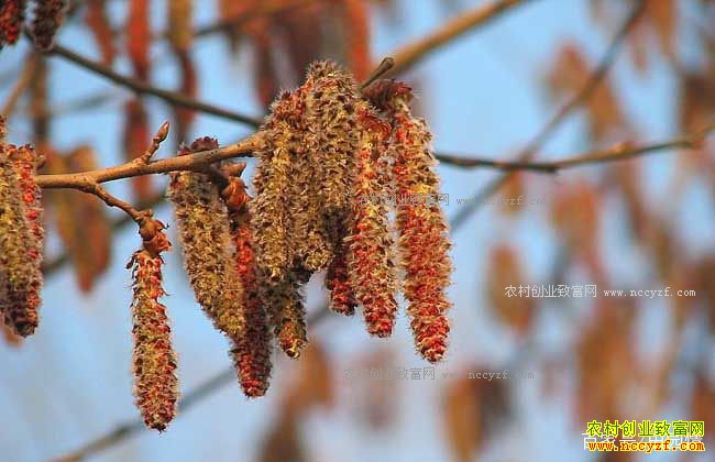 ��Щ�в�ҩ����������к��