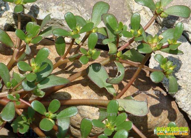 ��Щ�в�ҩ����������к��