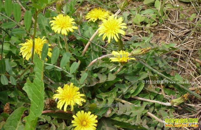 ��Щ�в�ҩ����������к��