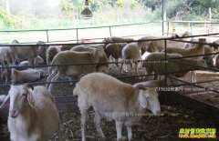 ��Щ�в�ҩ����������к��