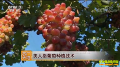 [ũ�����]����ָ�������༼����Ƶ