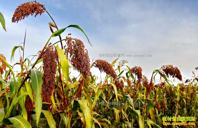 ��������ӭ���� ũ����ֲ���������Ի������