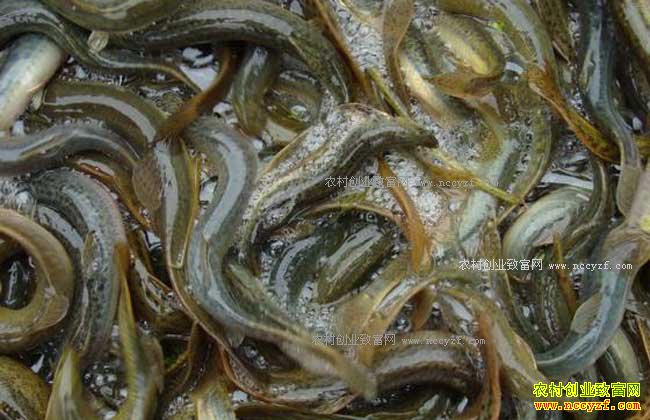 ɽ����Ұ�ż�ƽ��̲�ĵ�������Ч����