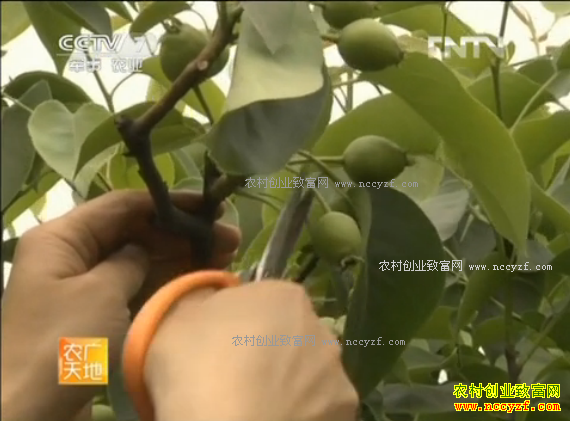 ũ����أ���������������״�������Ƶ