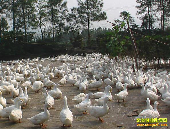 �����쳤��ѧ���������û�̲��Դ���紴ҵ������Ѽ