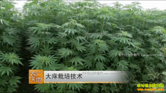 [ũ�����]�������༼����Ƶ