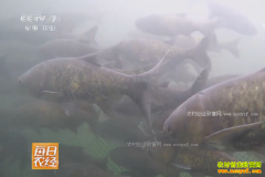 [ÿ��ũ��]�����żҽ磺ɽ��ˮ��Ѱ����ͷ��