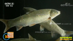 [ÿ��ũ��]�㶫÷�ݣ���������Ĳ������˰�