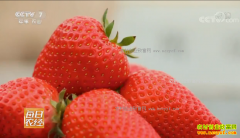 [ÿ��ũ��]������ƽ����ݮ԰�������