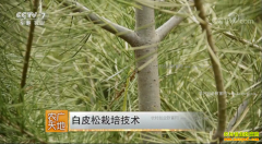 [ũ�����]��Ƥ�����༼����Ƶ