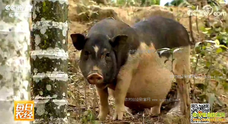 [ÿ��ũ��]���ϱ�ͤ�ض�һֻ���š�����ָɽ����ֳ��׬Ǯ