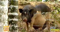 [ÿ��ũ��]���ϱ�ͤ�ض�һֻ���š�����ָɽ����ֳ��׬Ǯ