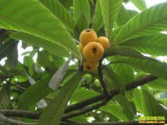 �����ɿ�������΢�Ŵ��� �������ÿ�