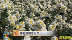 [ũ�����]����������ӹ�������Ƶ