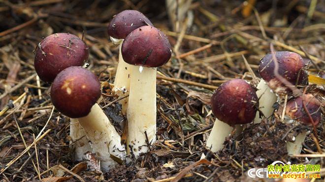 �¸������Ĵ��˱���������ֲ��ɫĢ��40��׬�����˲Ƹ�