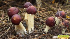 [�¸���]�Ĵ��˱���������ֲ�๽40��׬�����˲Ƹ�