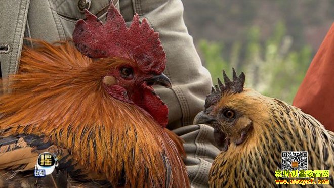 ÿ��ũ�������������ذ��ż���ֻ����