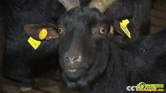 [�¸���]����������������ֳ120Ԫһ��Ķ�ɽ������700��