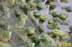 ţ�ܶ���Ǯһ�2018��5��7��ˮ���г�ţ�������۸�