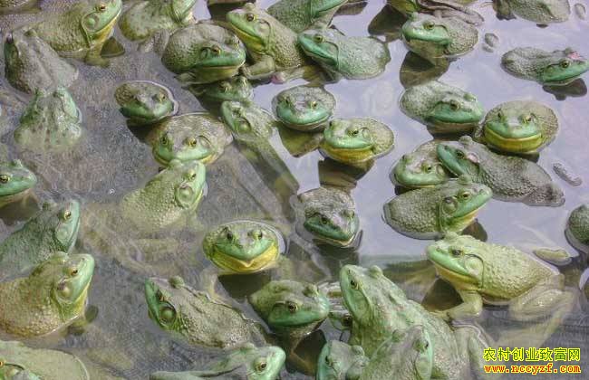 ţ�ܶ���Ǯһ�2018��5��7��ˮ���г�ţ�������۸�