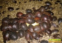 �����۸���������2019��3��6��������Ԫ������棩�۸�����