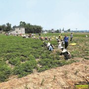 ��ֲ��ܺЧ��� ÿĶ������1500Ԫ