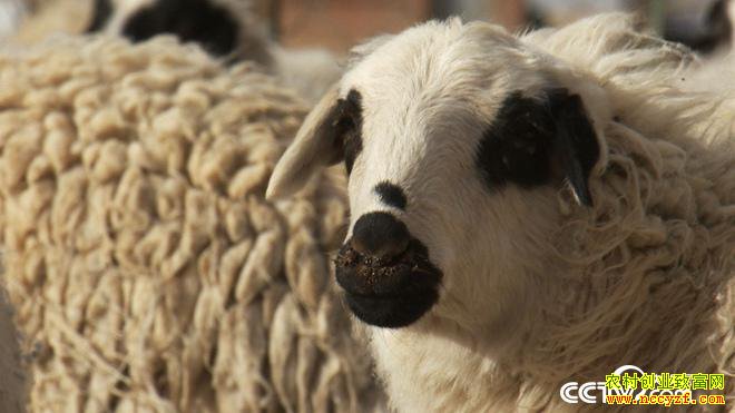 [�¸���]���ɹŰ������պ�������һֻ�����500Ԫ