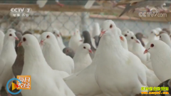 [ÿ��ũ��]���ܷ�������ĸ���ɢ��Ч���