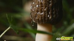 [�¸���]���Ϻغ�����ֲ��Ǿ���3���������ﳤ��1200��