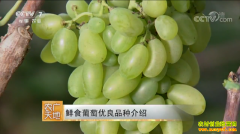 [ũ�����]��ʳ��������Ʒ�ֽ���