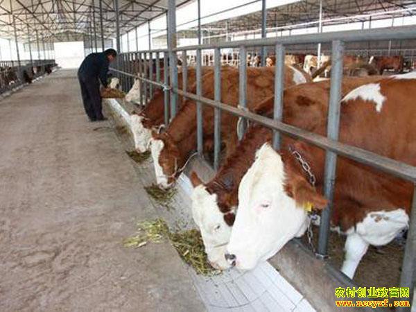 ����˫���¸�������������ţ��ֳ�¸���