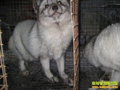 ����˫���С��������֡�Ф��ƽ��������ֳ��ҵ�¸���