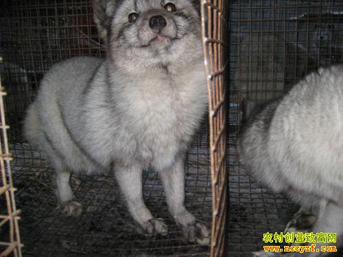 ����˫���С��������֡�Ф��ƽ��ֳ������ҵ�¸�