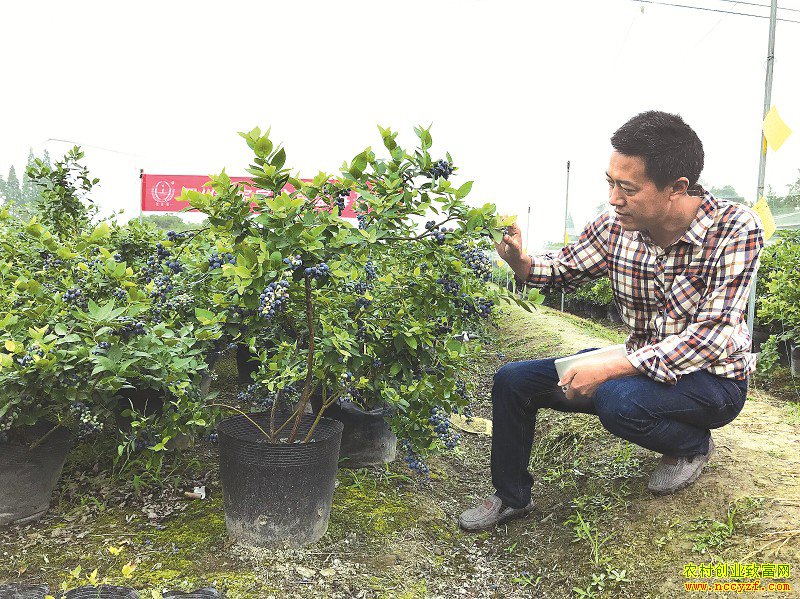 �Ĵ��������ܹ�ƽ��ֲ������ݮ ÿ���ۼ۴�ǧԪ