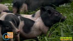 [ÿ��ũ��]�Ĵ��Ű�����ɽ��ˮ��������׬Ǯ