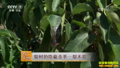 [ũ�����]����������ɱ��--��ľʭ